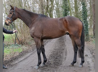 Irish Sport Horse, Gelding, 7 years, 16 hh, Bay-Dark