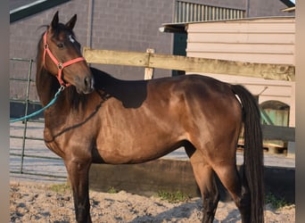 Irish Sport Horse, Gelding, 7 years, 16 hh, Bay-Dark