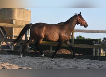 Irish Sport Horse, Gelding, 7 years, 16 hh, Bay-Dark