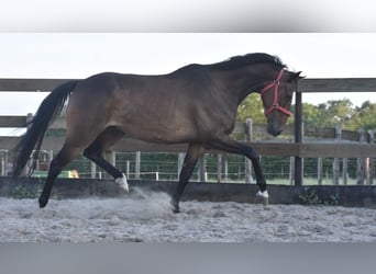 Irish Sport Horse, Gelding, 7 years, 16 hh, Bay-Dark