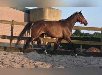Irish Sport Horse, Gelding, 7 years, 16 hh, Bay-Dark