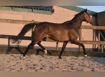 Irish Sport Horse, Gelding, 7 years, 16 hh, Bay-Dark