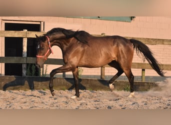 Irish Sport Horse, Gelding, 7 years, 16 hh, Bay-Dark