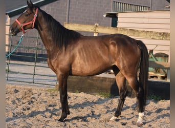 Irish Sport Horse, Gelding, 7 years, 16 hh, Bay-Dark