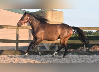 Irish Sport Horse, Gelding, 7 years, 16 hh, Bay-Dark