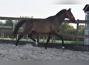 Irish Sport Horse, Gelding, 7 years, 16 hh, Bay-Dark