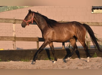Irish Sport Horse, Gelding, 7 years, 16 hh, Bay-Dark