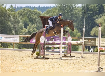 Irish Sport Horse, Gelding, 7 years, 16,1 hh, Bay-Dark