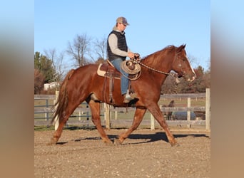 Irish Sport Horse, Gelding, 7 years, 16,2 hh, Chestnut