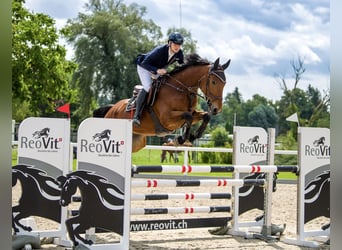 Irish Sport Horse, Gelding, 7 years, 17.1 hh, Brown