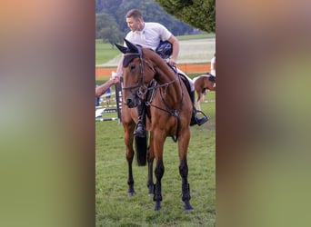 Irish Sport Horse, Gelding, 7 years, 17.1 hh, Brown
