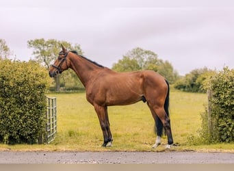 Irish Sport Horse, Gelding, 7 years, 17 hh, Bay