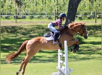 Irish Sport Horse, Gelding, 7 years, 17 hh, Brown-Light