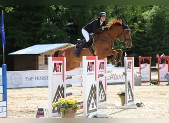 Irish Sport Horse, Gelding, 7 years, 17 hh, Chestnut-Red