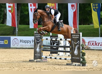 Irish Sport Horse, Gelding, 7 years, 17 hh, Chestnut-Red