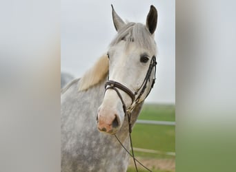 Irish Sport Horse, Gelding, 7 years, 17,1 hh, Grey-Dapple