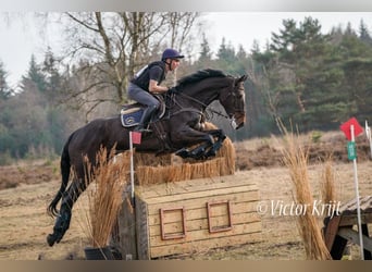 Irish Sport Horse, Gelding, 7 years, 17,2 hh, Smoky-Black