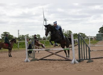 Irish Sport Horse, Gelding, 7 years, Bay-Dark