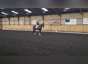 Irish Sport Horse, Gelding, 7 years, Bay-Dark