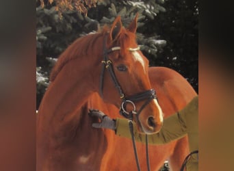 Irish Sport Horse, Gelding, 8 years, 15.2 hh, Chestnut-Red