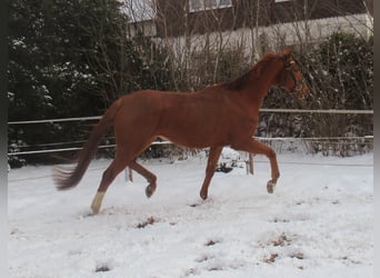 Irish Sport Horse, Gelding, 8 years, 15.2 hh, Chestnut-Red