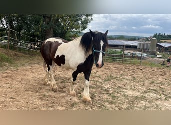 Irish Sport Horse, Gelding, 8 years, 15,1 hh, Pinto