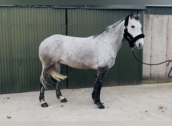 Irish Sport Horse, Gelding, 8 years, 15,2 hh, Grey