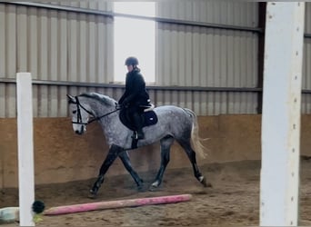 Irish Sport Horse, Gelding, 8 years, 15,2 hh, Grey