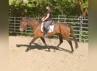 Irish Sport Horse, Gelding, 8 years, 16.1 hh, Brown