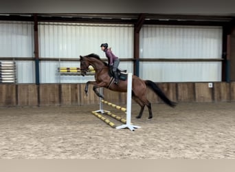 Irish Sport Horse, Gelding, 8 years, 16,1 hh, Brown