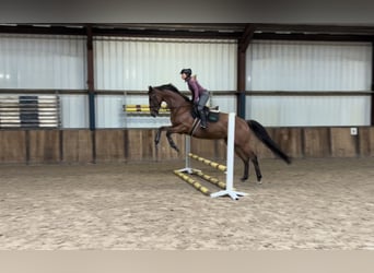 Irish Sport Horse, Gelding, 8 years, 16,1 hh, Brown