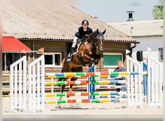 Irish Sport Horse, Gelding, 8 years, 16.1 hh, Chestnut