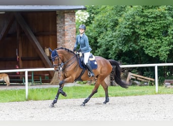 Irish Sport Horse, Gelding, 8 years, 16.2 hh, Brown