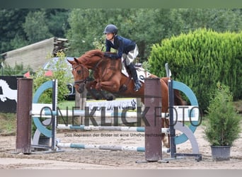 Irish Sport Horse, Gelding, 8 years, 16.2 hh, Chestnut-Red