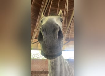 Irish Sport Horse, Gelding, 8 years, 16,2 hh, Gray