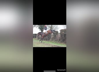 Irish Sport Horse, Gelding, 8 years, 16.3 hh, Bay