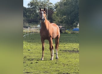 Irish Sport Horse, Gelding, 8 years, 16.3 hh, Chestnut-Red