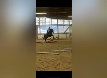 Irish Sport Horse, Gelding, 8 years, 16 hh, Bay-Dark