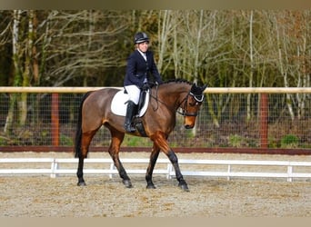 Irish Sport Horse, Gelding, 8 years, 16 hh, Bay