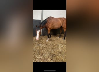 Irish Sport Horse, Gelding, 8 years, 16 hh, Brown