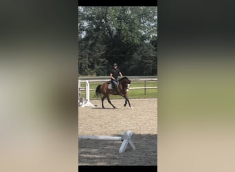 Irish Sport Horse, Gelding, 8 years, 16 hh, Brown
