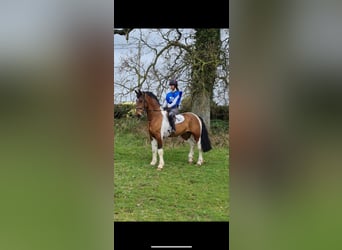 Irish Sport Horse Mix, Gelding, 8 years, 16 hh, Leopard-Piebald