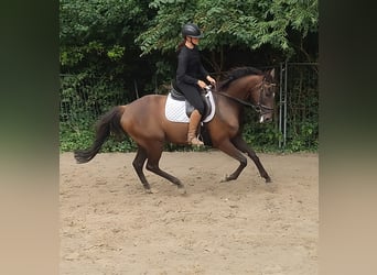Irish Sport Horse, Gelding, 8 years, 16,1 hh, Chestnut