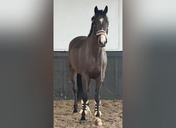 Irish Sport Horse, Gelding, 8 years, 16,2 hh, Brown