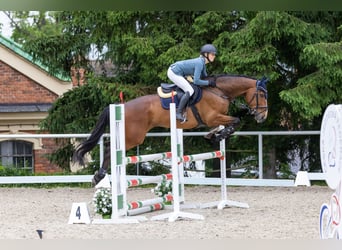 Irish Sport Horse, Gelding, 8 years, 16,2 hh, Brown
