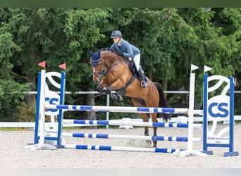 Irish Sport Horse, Gelding, 8 years, 16,2 hh, Brown