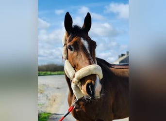 Irish Sport Horse, Gelding, 8 years, 16,3 hh, Bay-Dark