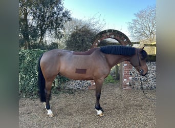 Irish Sport Horse, Gelding, 8 years, 17 hh, Bay