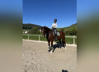Irish Sport Horse, Gelding, 8 years, 17 hh, Brown