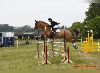 Irish Sport Horse, Gelding, 8 years, 17 hh, Chestnut